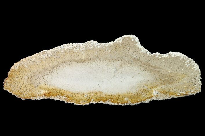 Petrified Palmwood (Palmoxylon) Slab - Louisiana #171974